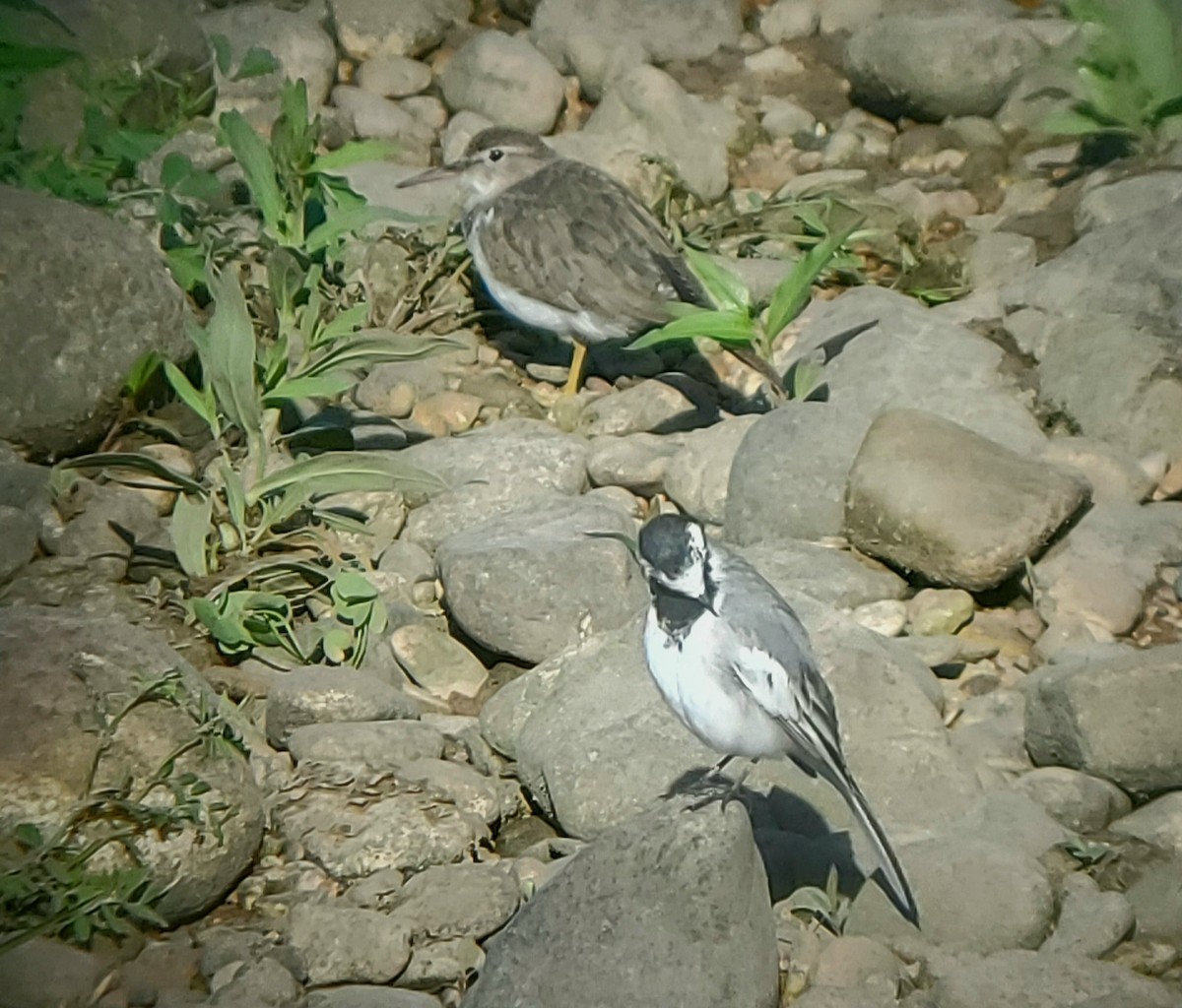 White Wagtail (ocularis) - Justin Bosler