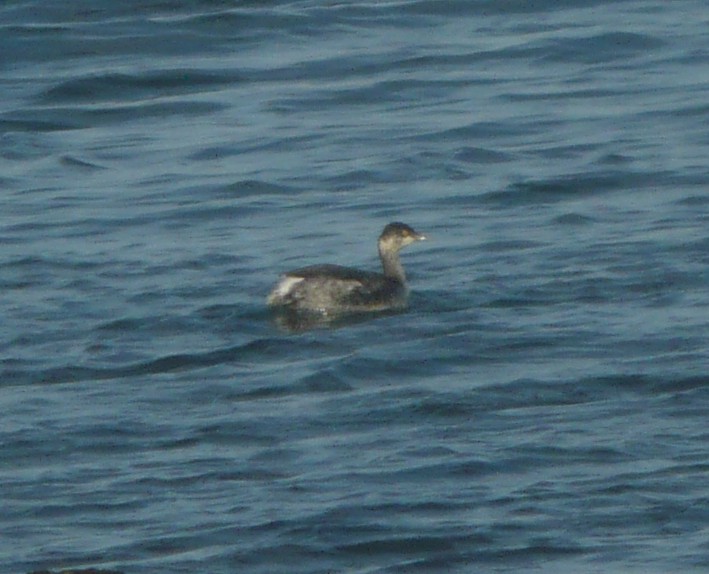 Eared Grebe - ML222563901