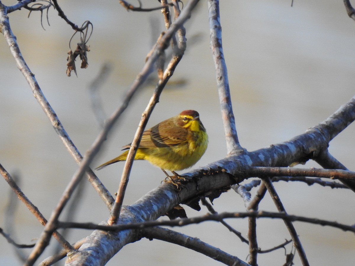 Palm Warbler (Yellow) - Mary McKitrick