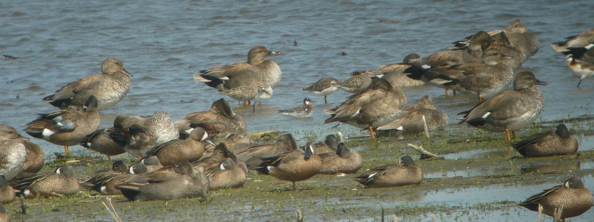 Gadwall - ML222565021