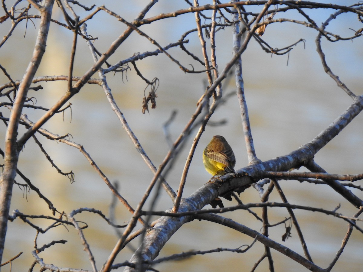 Palm Warbler (Yellow) - Mary McKitrick