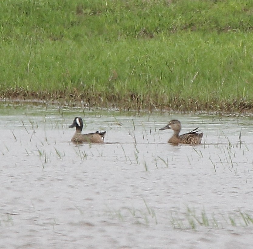 Blue-winged Teal - Tripp Davenport