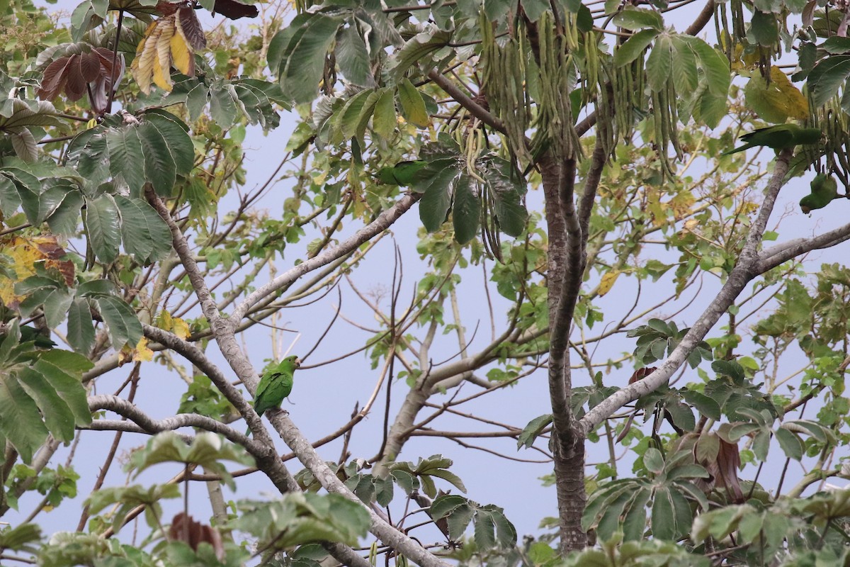 Pacific Parakeet - Em Bee