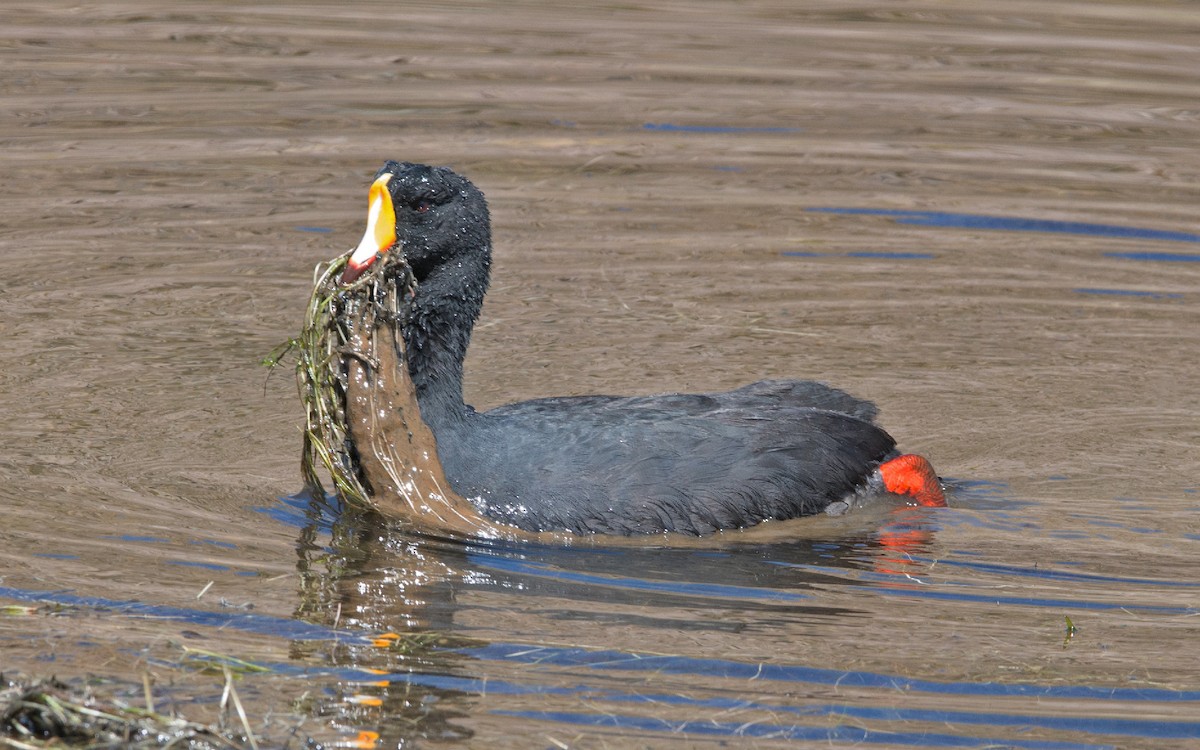 Giant Coot - Thierry NOGARO