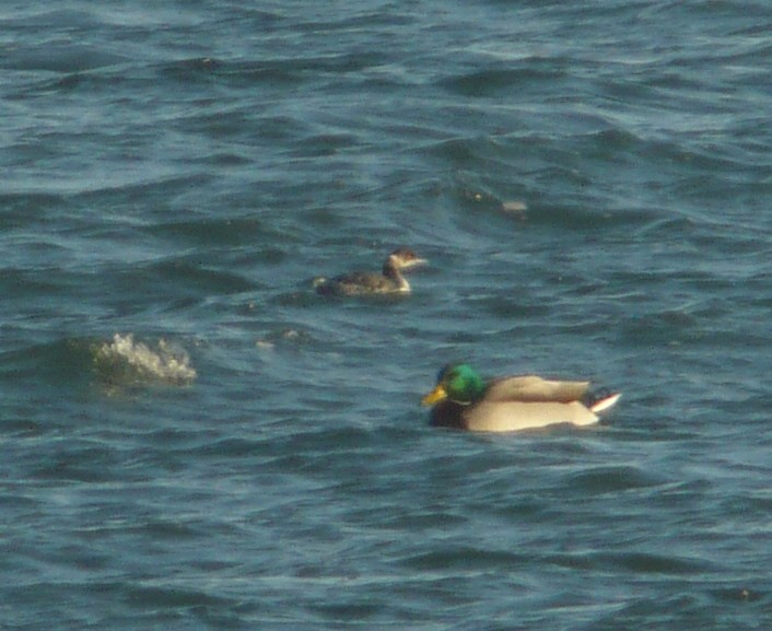 Eared Grebe - ML222567321