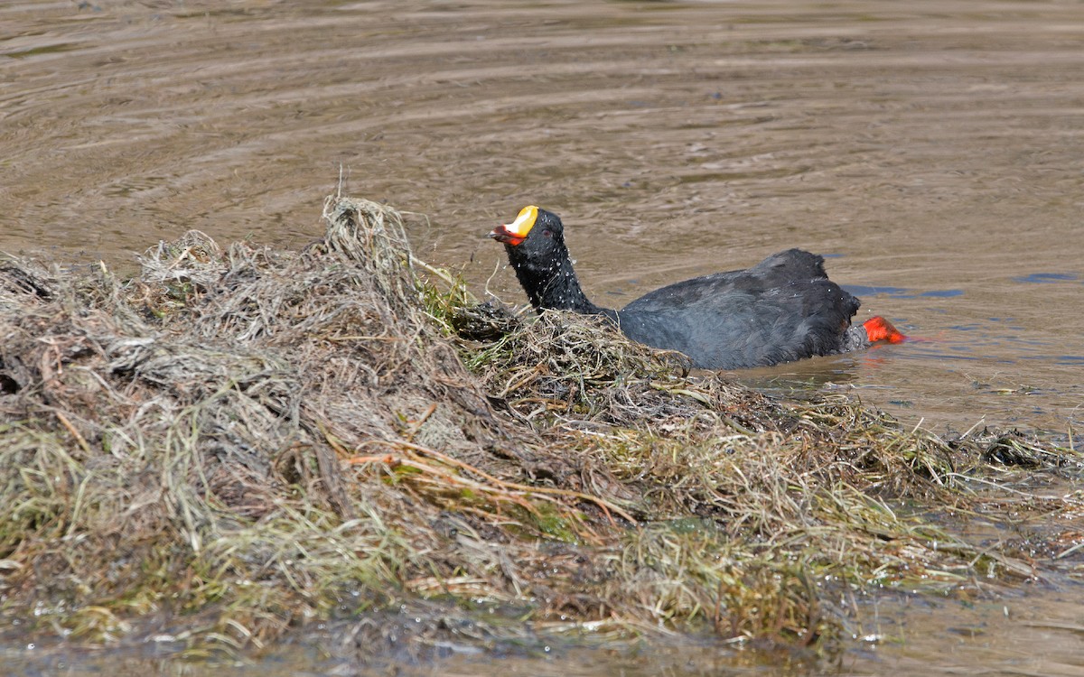 Giant Coot - Thierry NOGARO