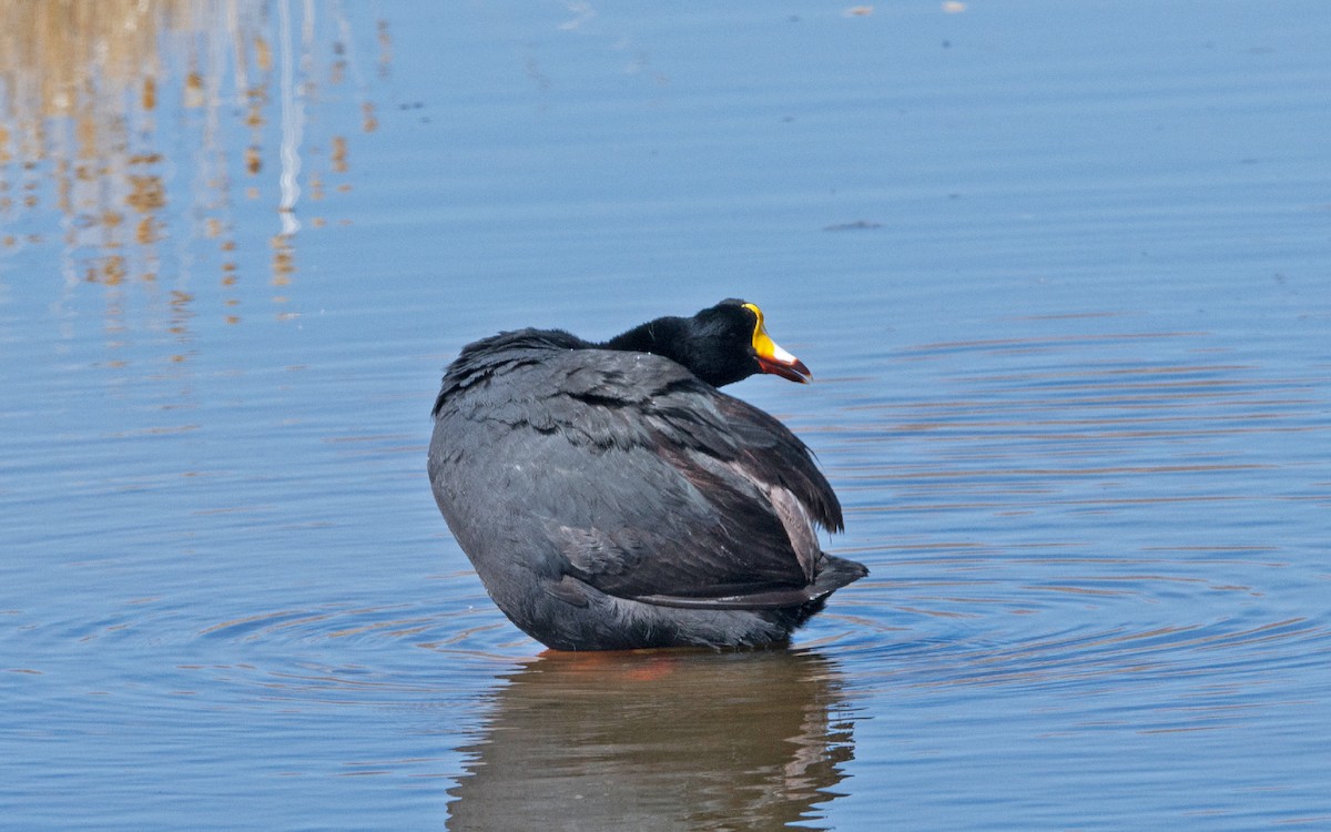 Giant Coot - Thierry NOGARO