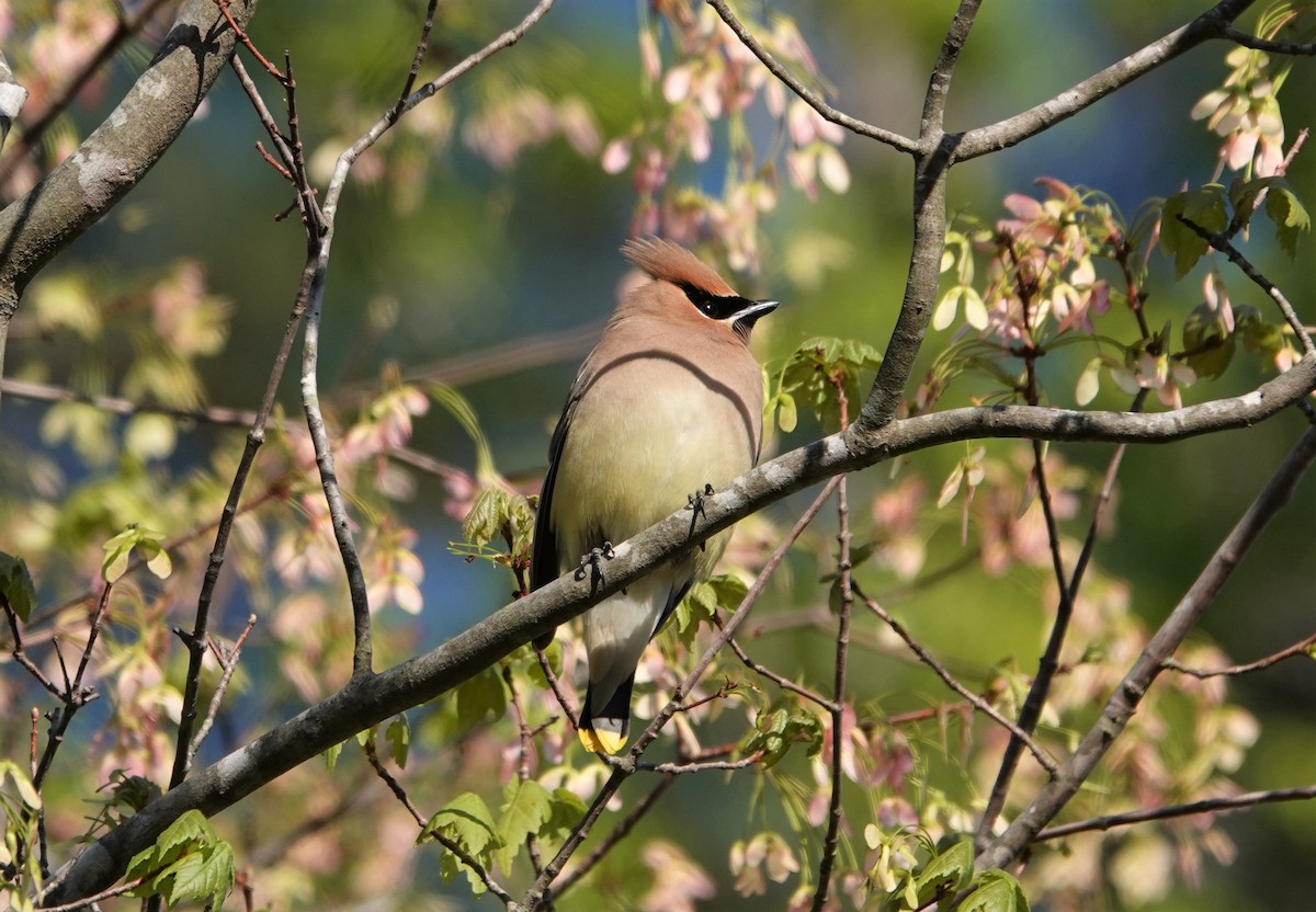 Cedar Waxwing - ML222567571
