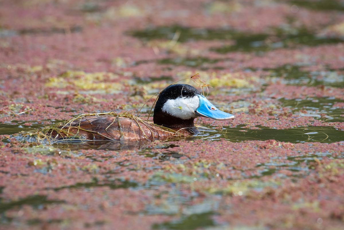 Ruddy Duck - ML222568081