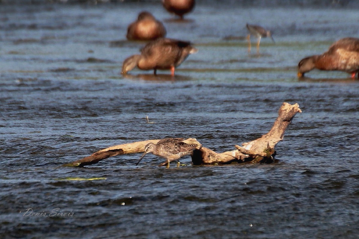 Long-billed Dowitcher - ML222568261