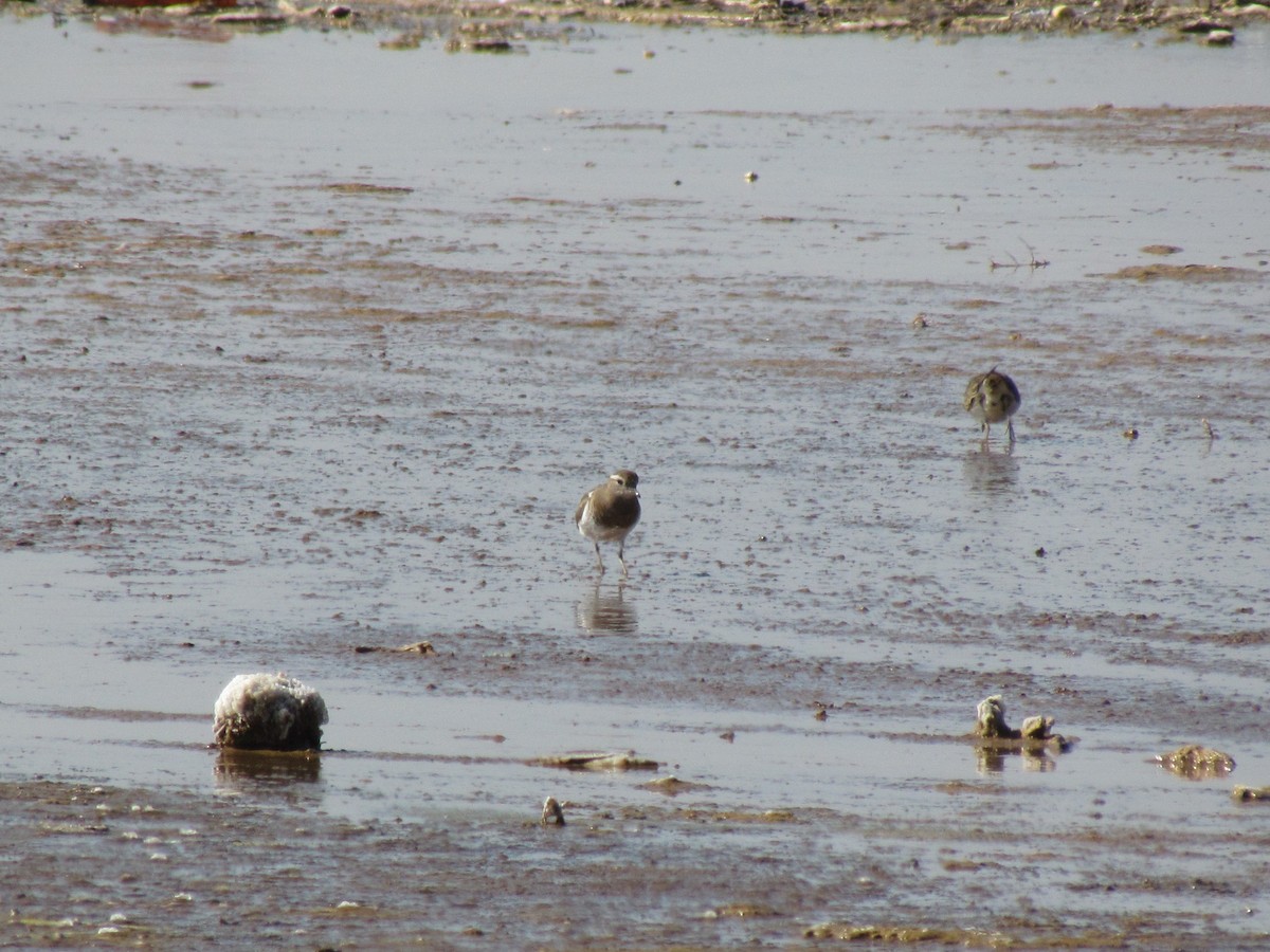 Rufous-chested Dotterel - ML222569771