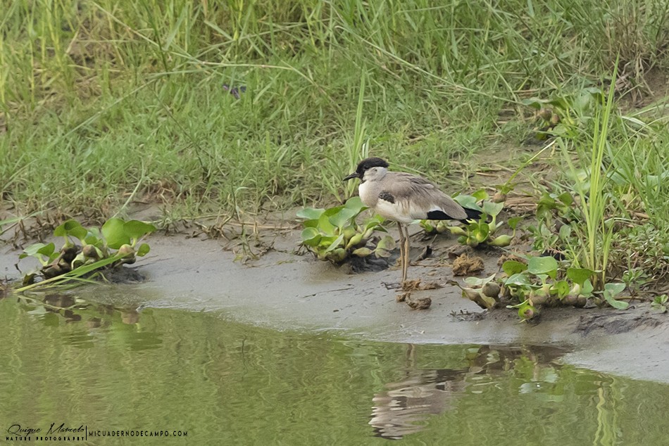 River Lapwing - Quique Marcelo