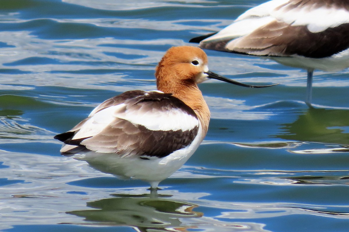 Чоботар американський - ML222571901