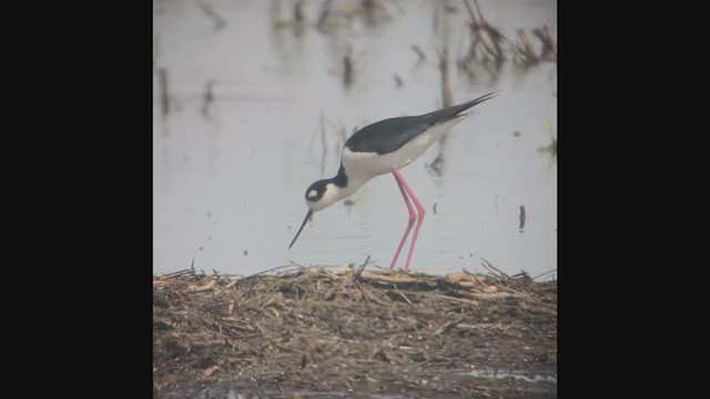 Black-necked Stilt - ML222572301