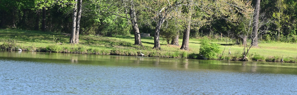 Great Blue Heron - ML222572731
