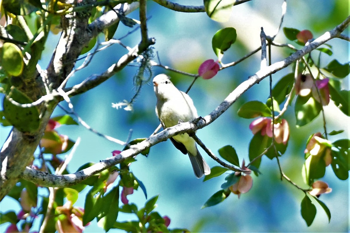 Northern Beardless-Tyrannulet - Jim Collins