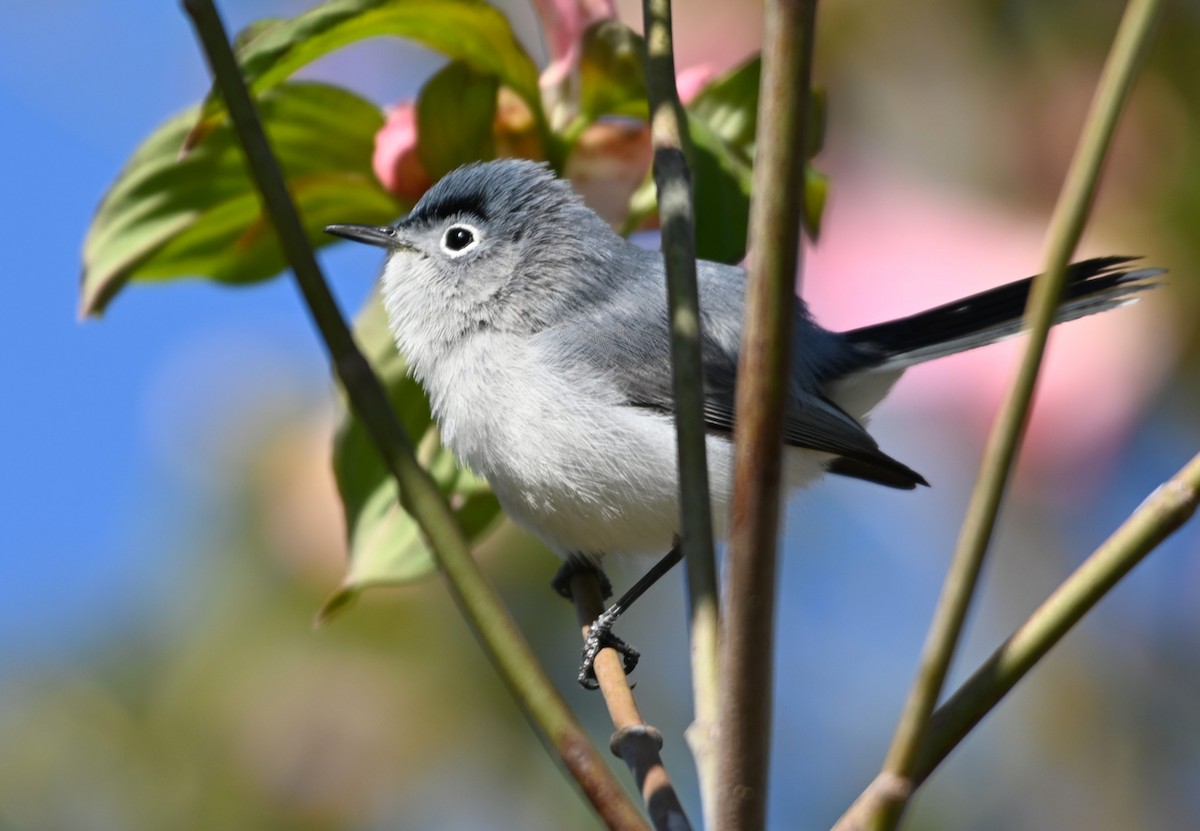 Blue-gray Gnatcatcher - ML222573131