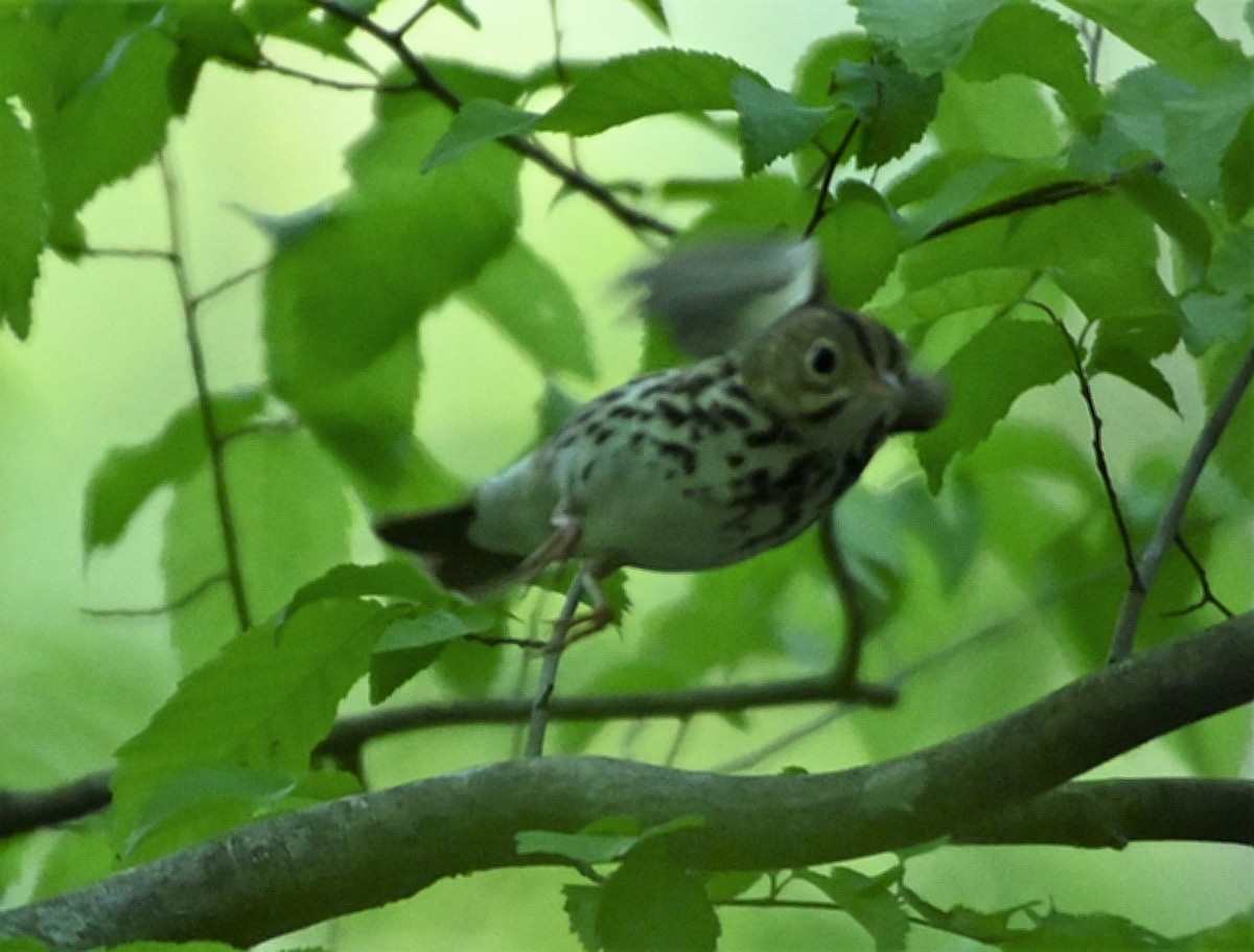 Ovenbird - ML222573251