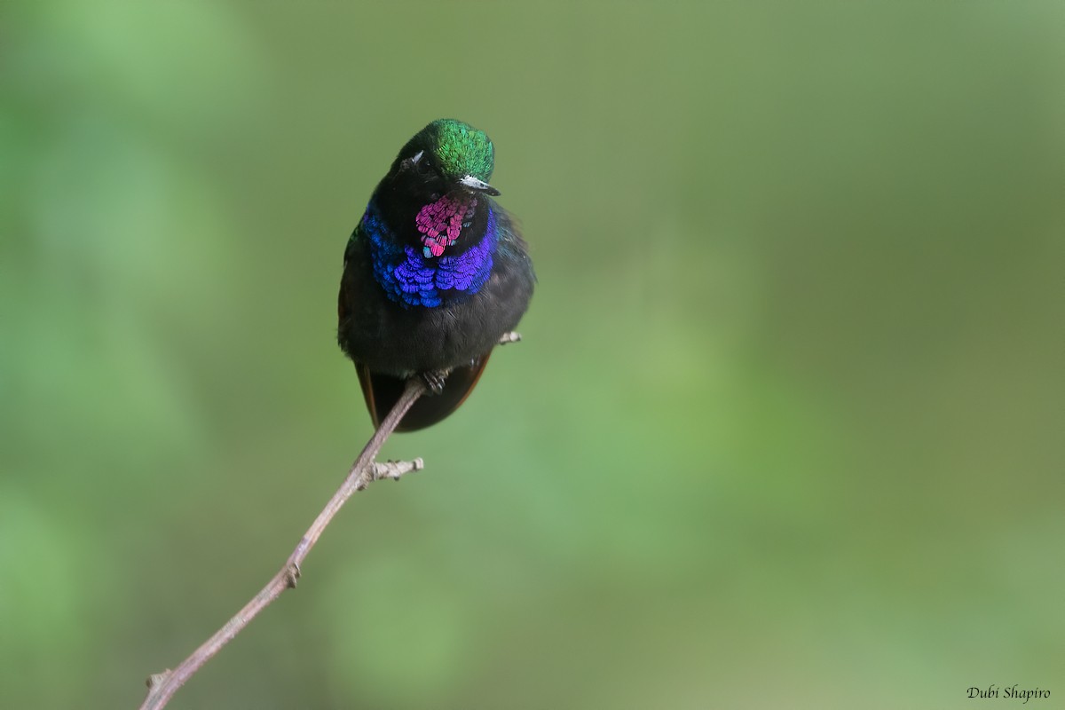 Colibrí Alicastaño - ML222573821