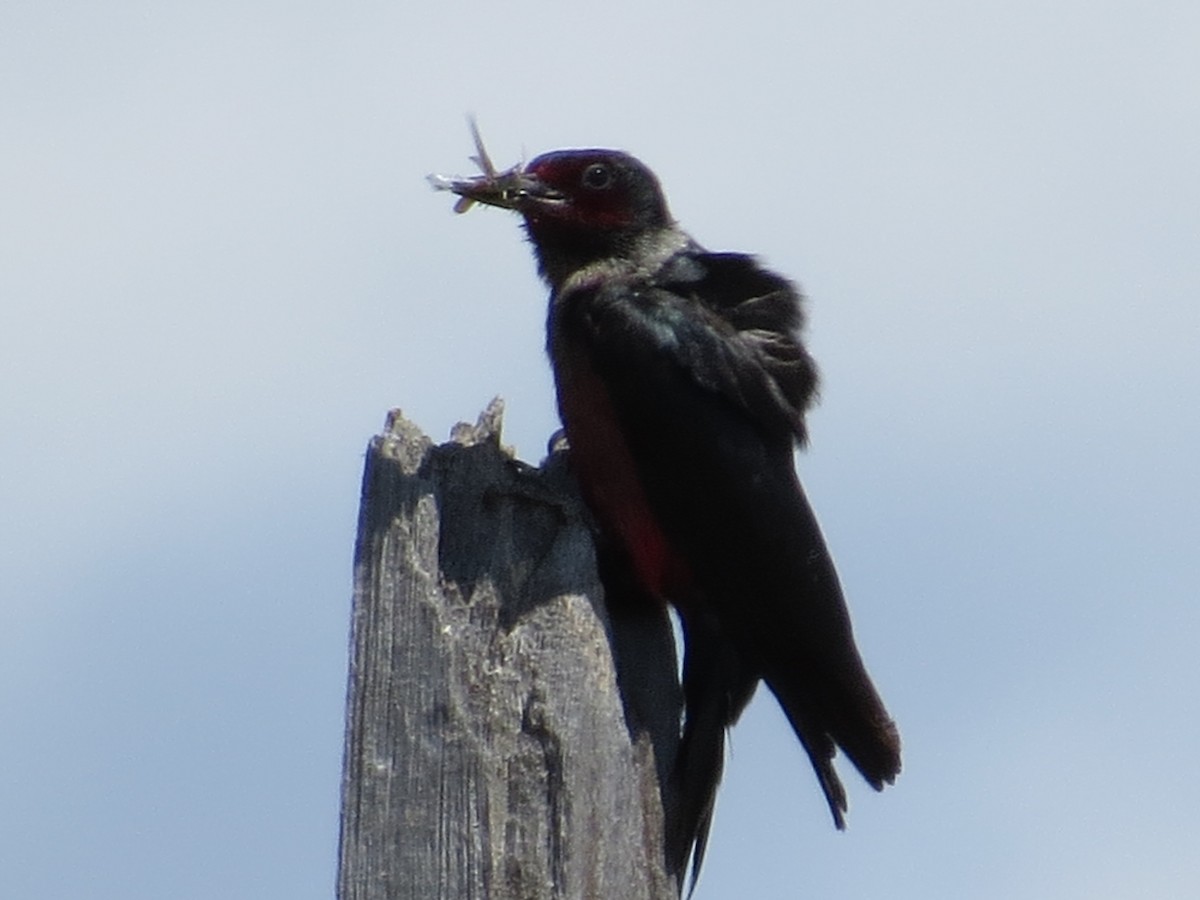 Lewis's Woodpecker - Adrian Azar