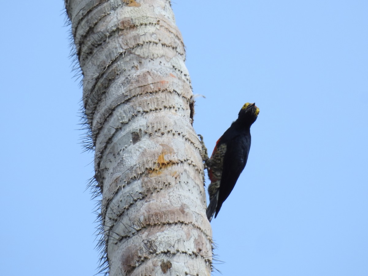 Yellow-tufted Woodpecker - ML222574361