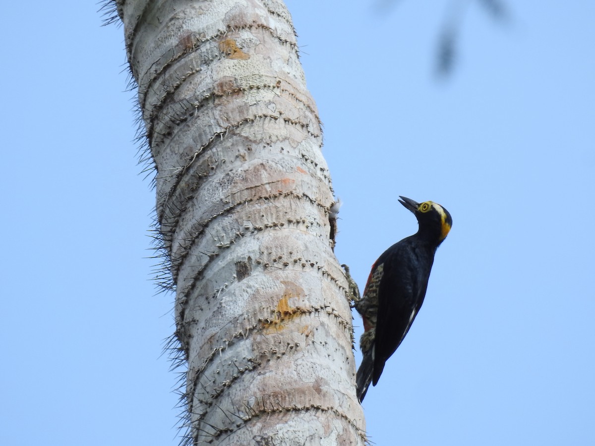 Yellow-tufted Woodpecker - ML222574371
