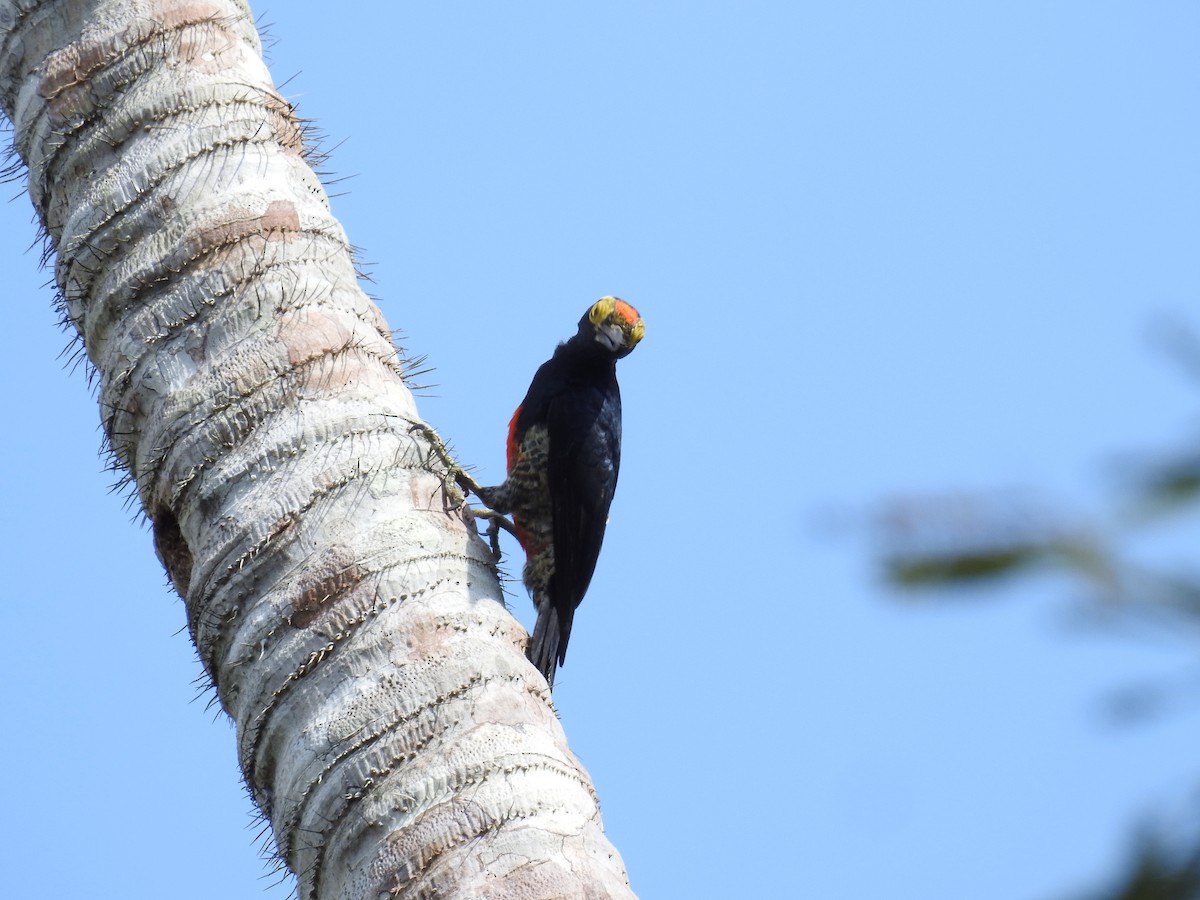 Yellow-tufted Woodpecker - ML222574401