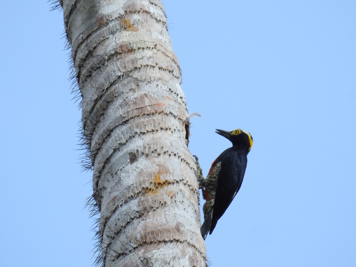 Yellow-tufted Woodpecker - ML222574421