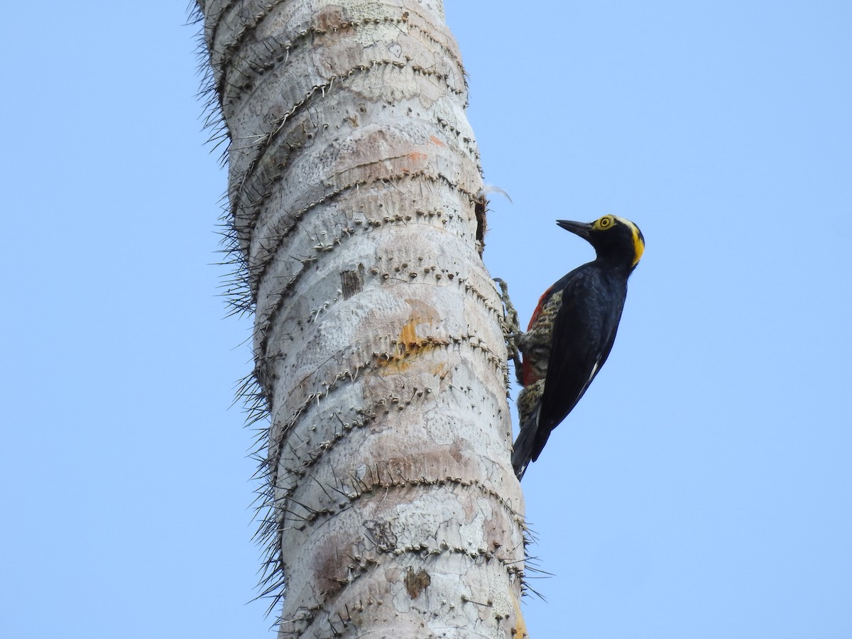 Yellow-tufted Woodpecker - ML222574481