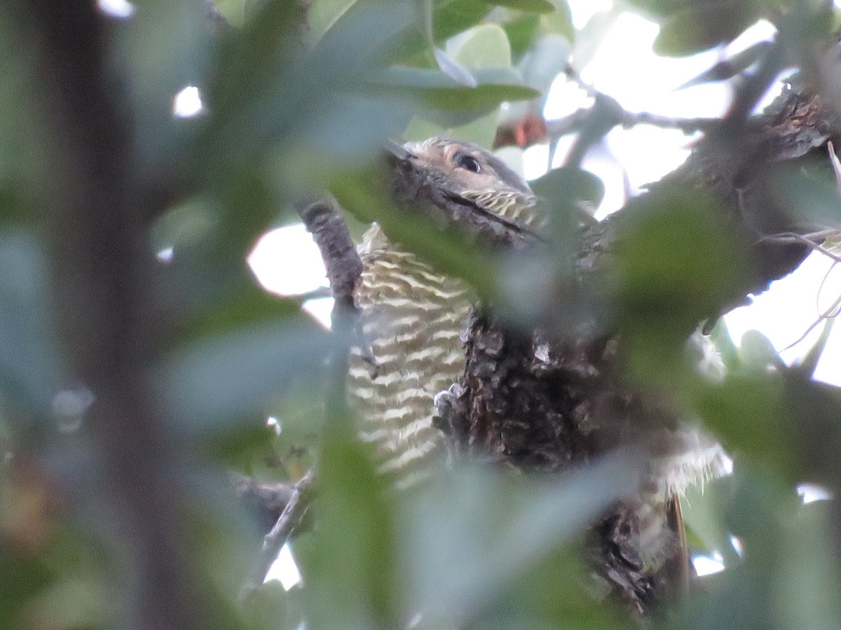 Gray-crowned Woodpecker - ML22257491