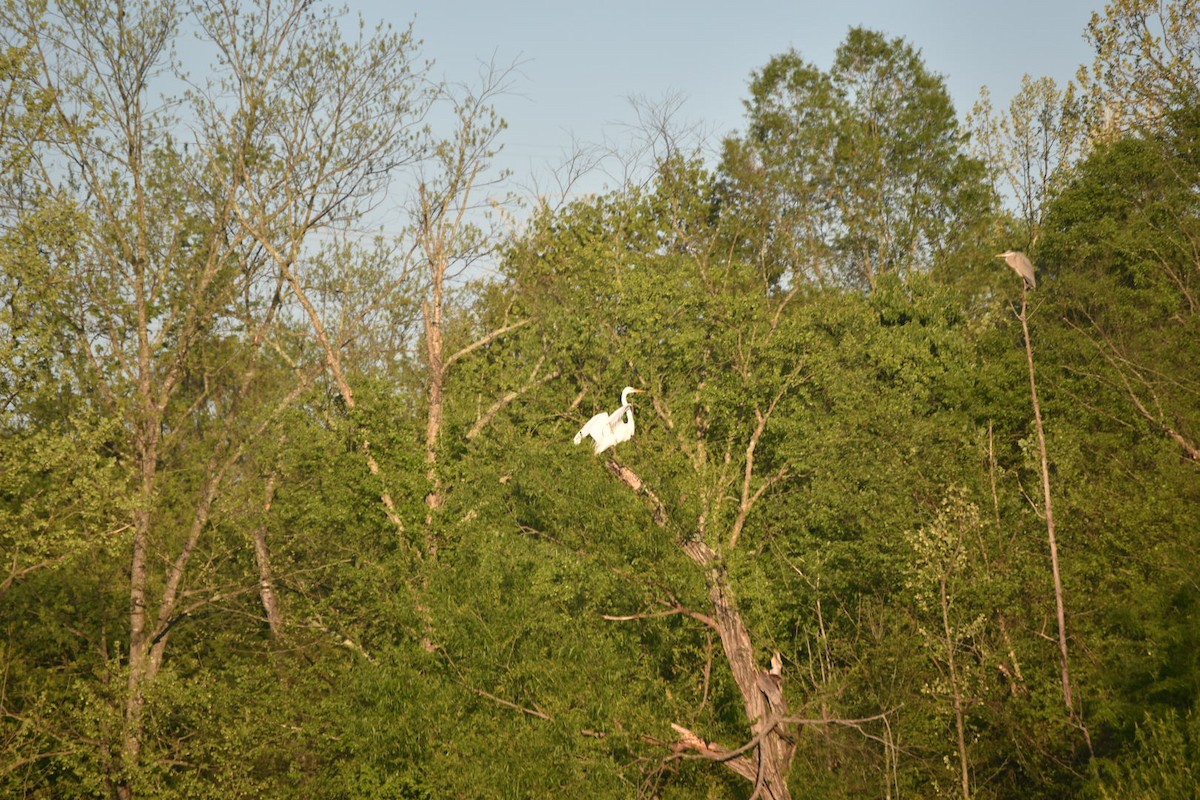 Great Egret - Matt Lawing