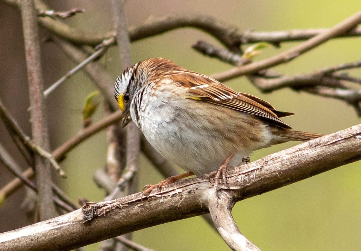 White-throated Sparrow - ML222575941