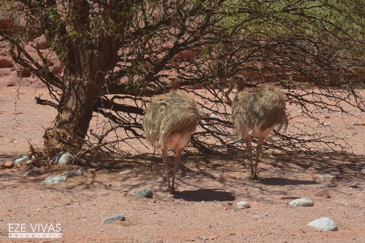 Lesser Rhea - ML222576101