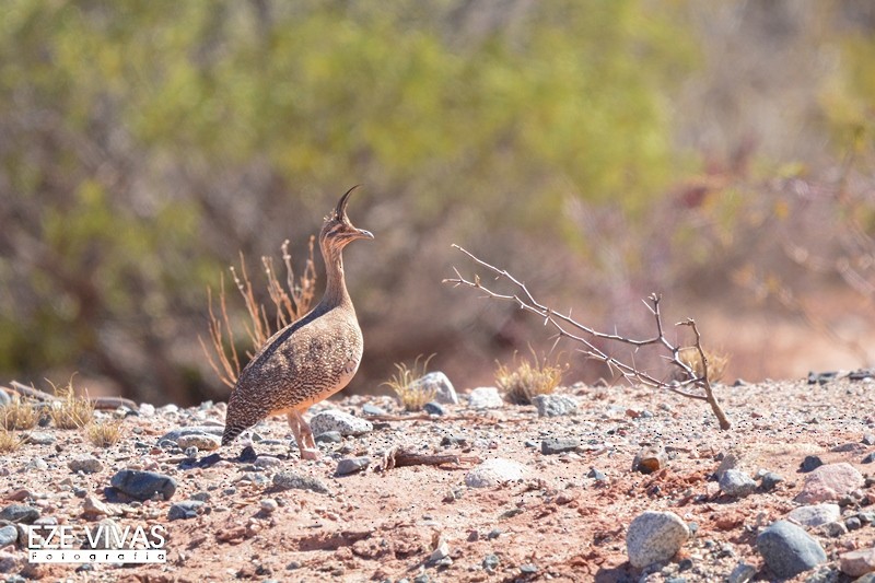 Elegant Crested-Tinamou - ML222576241