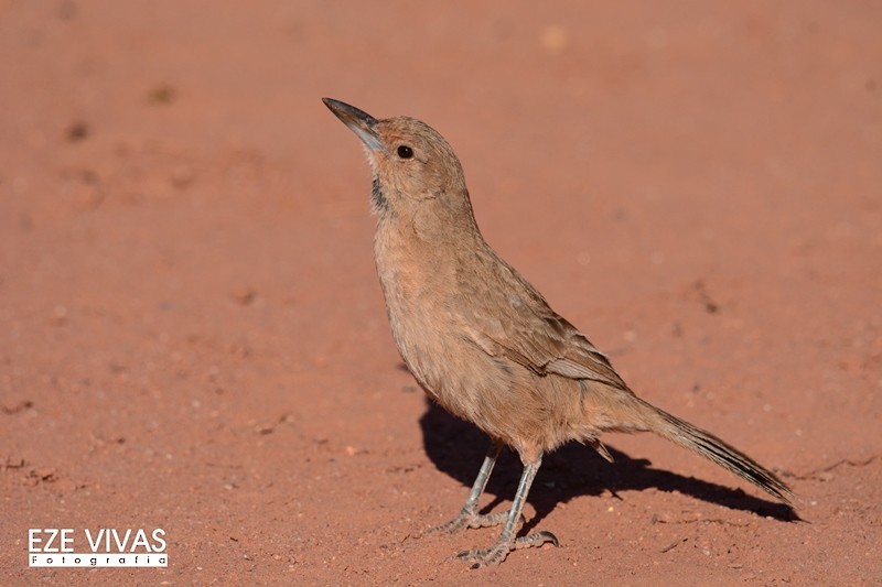 White-throated Cacholote - ML222576971