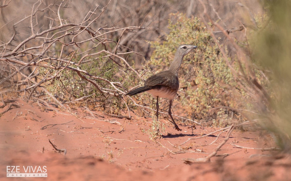Black-legged Seriema - ML222577191