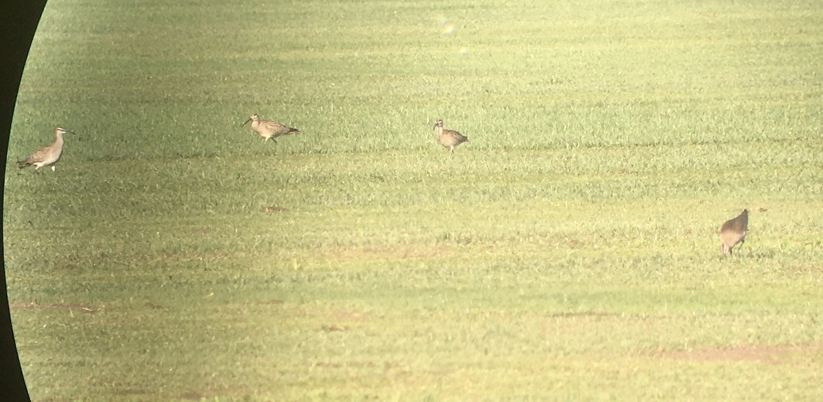 Whimbrel - John Faber