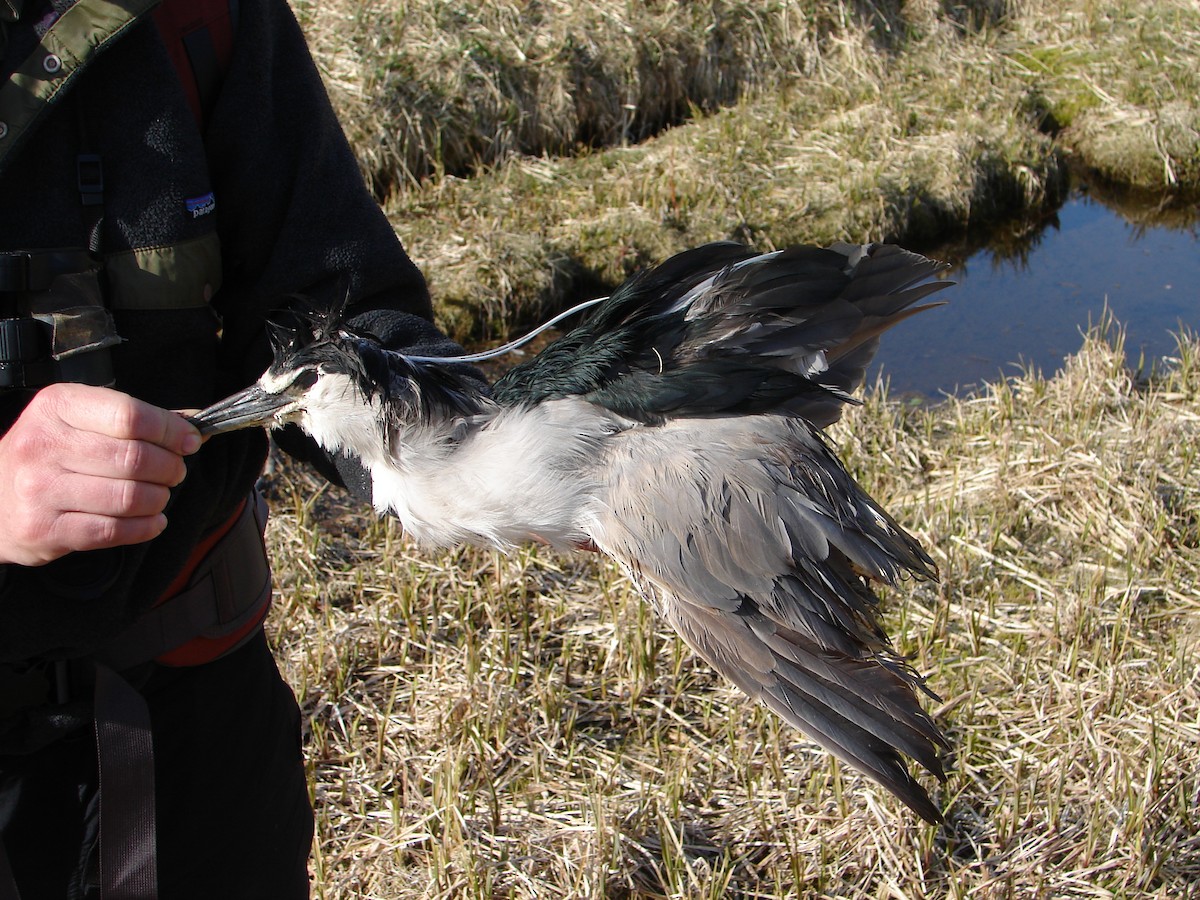 Black-crowned Night Heron (Eurasian) - ML222578251