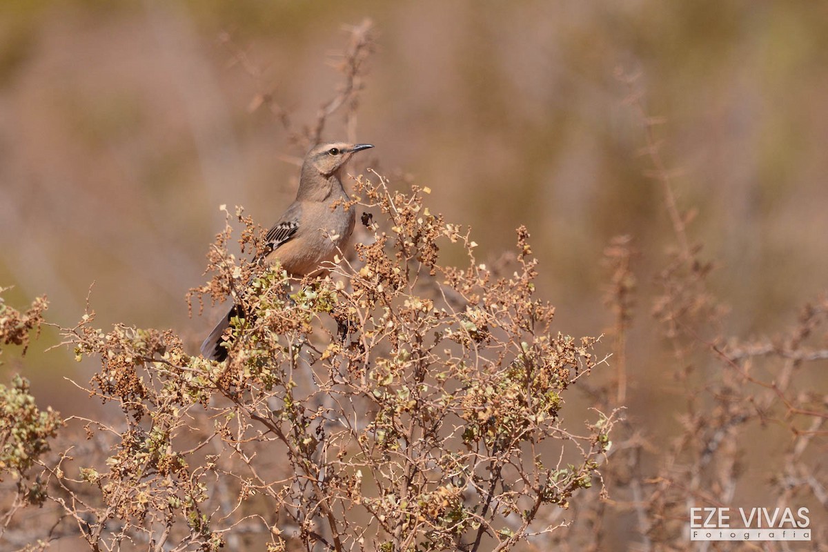 Patagonian Mockingbird - ML222578531