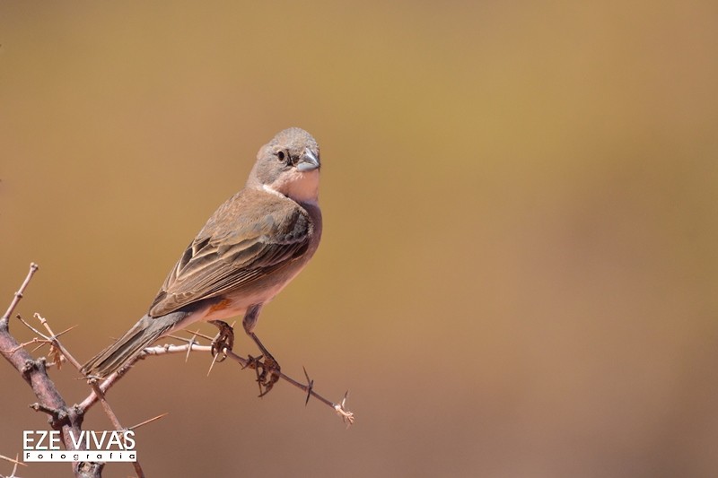 Diuca Finch - ML222578691