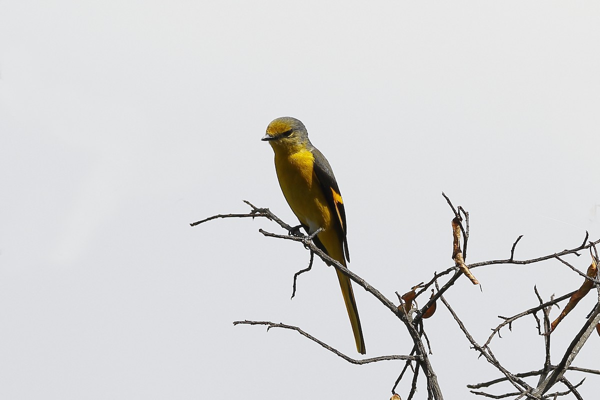 Long-tailed Minivet - ML222579751