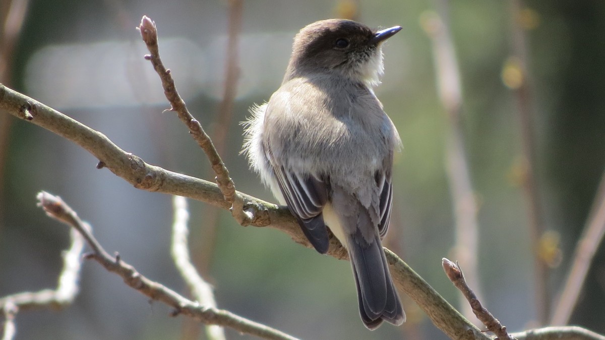 Eastern Phoebe - ML222580011