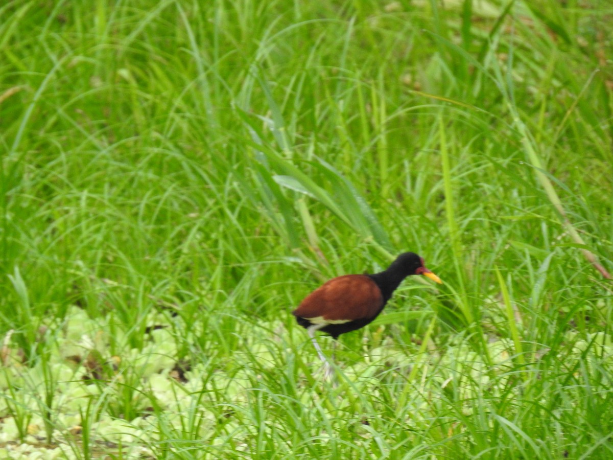 Wattled Jacana - ML222580521