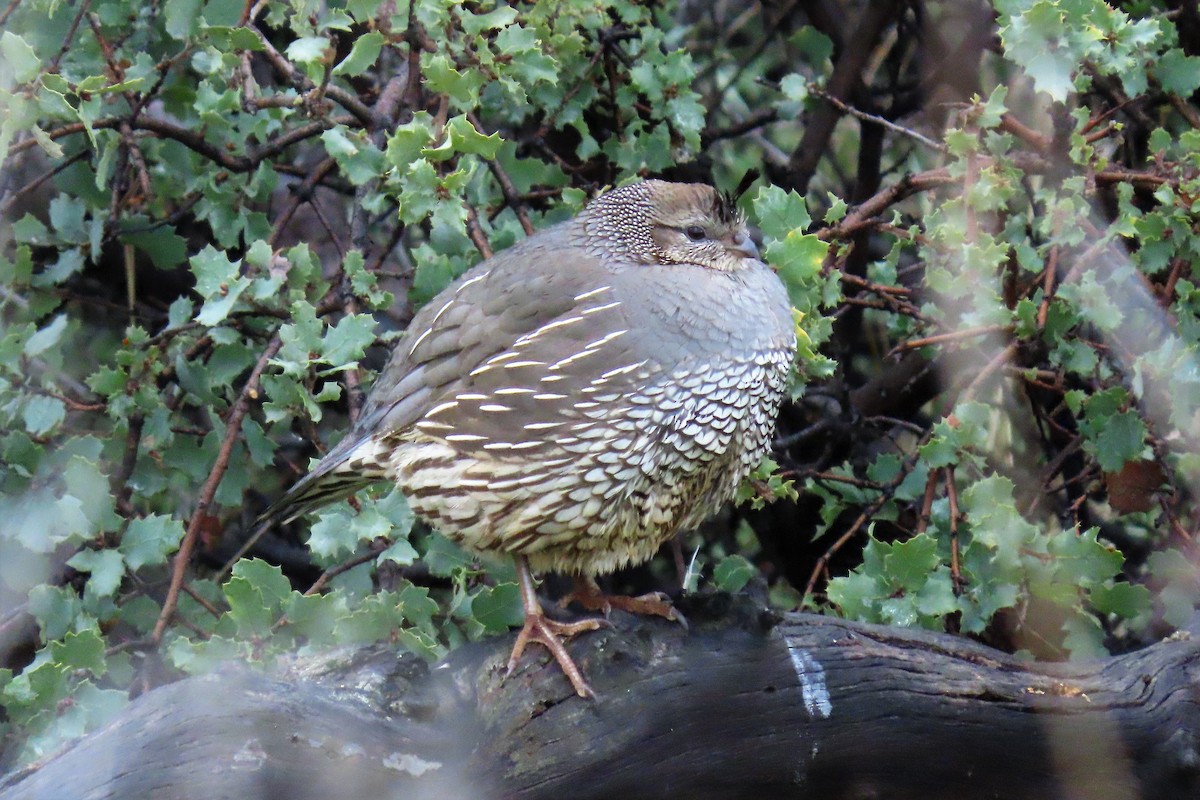 California Quail - ML222581021