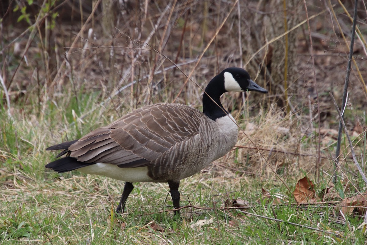 Canada Goose - ML222582481