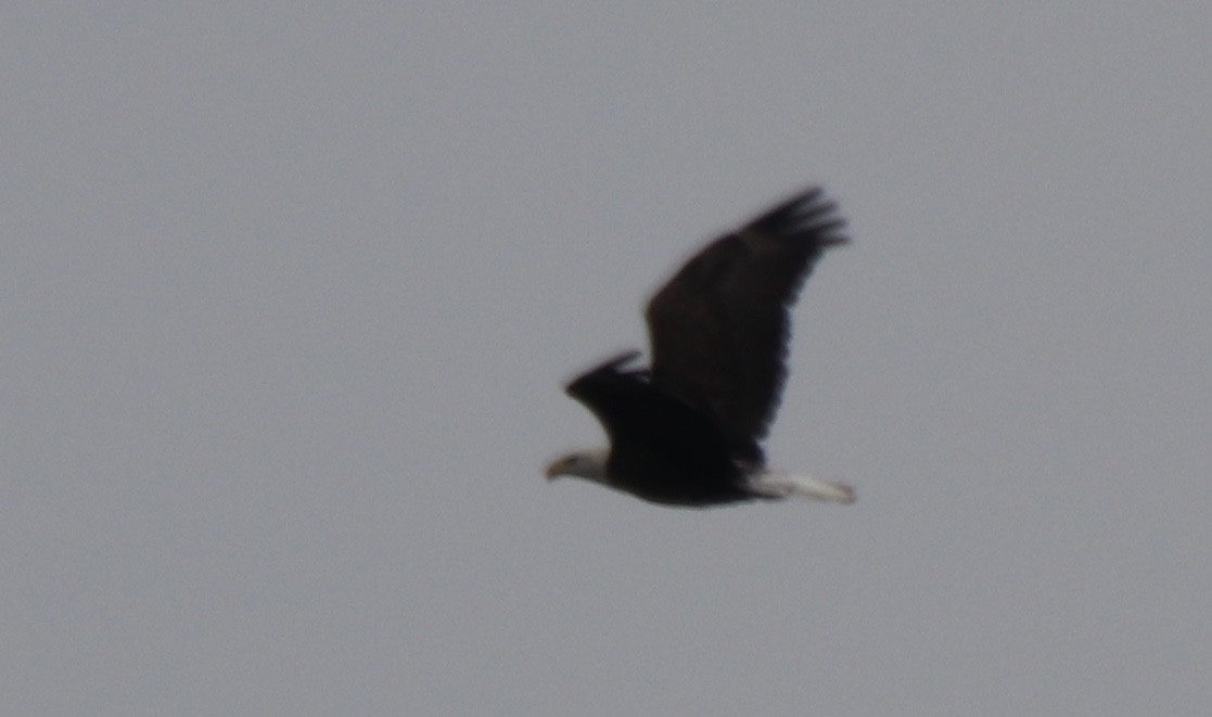 Bald Eagle - ML222582711