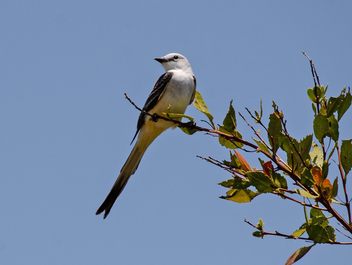 Scissor-tailed Flycatcher - ML222582851