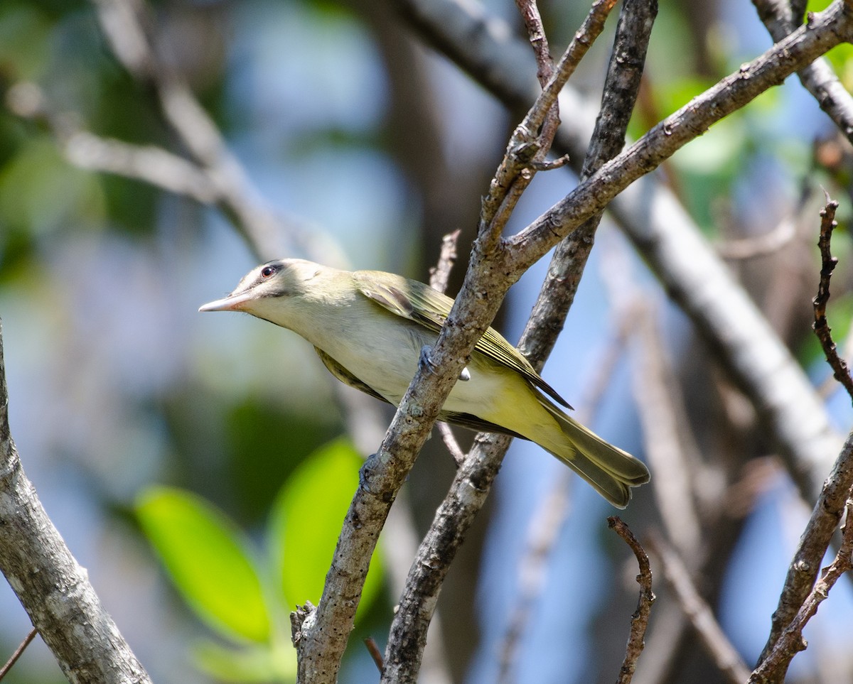 Black-whiskered Vireo - ML222582961