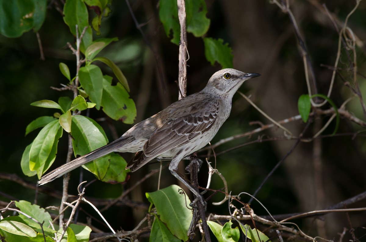 Bahama Mockingbird - ML222583051