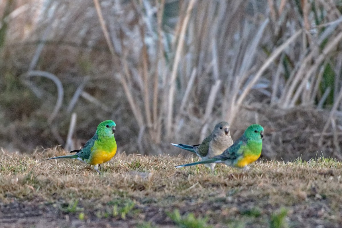 Red-rumped Parrot - Anonymous